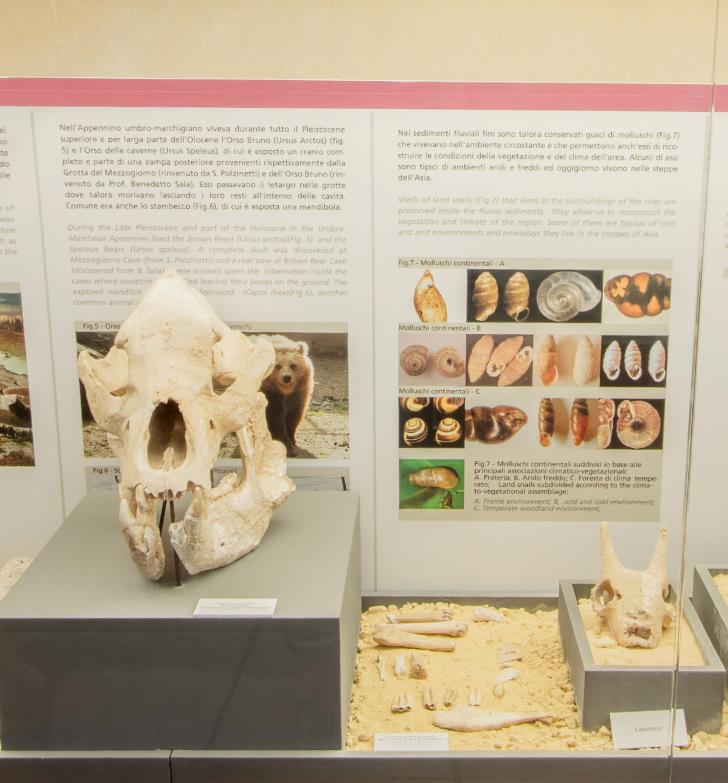 Il museo